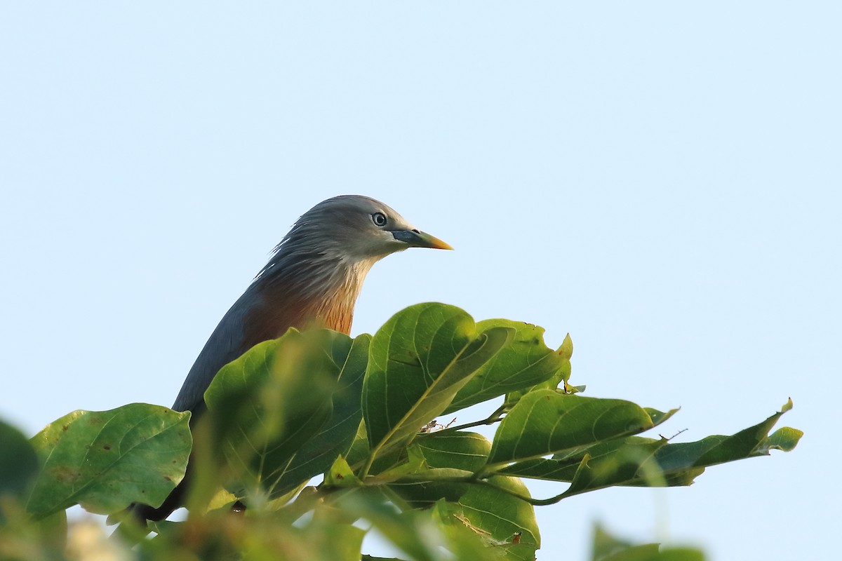 Chestnut-tailed Starling - ML643650860