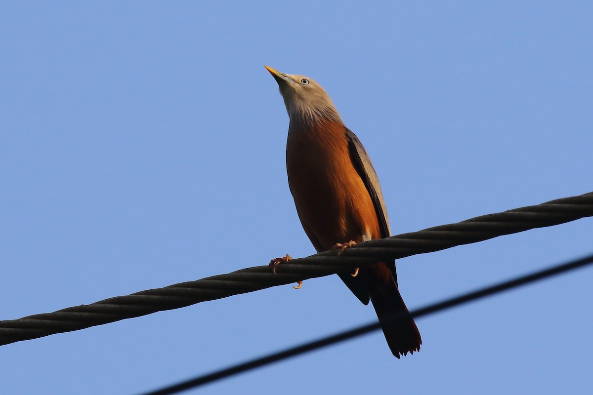 Chestnut-tailed Starling - ML643650861
