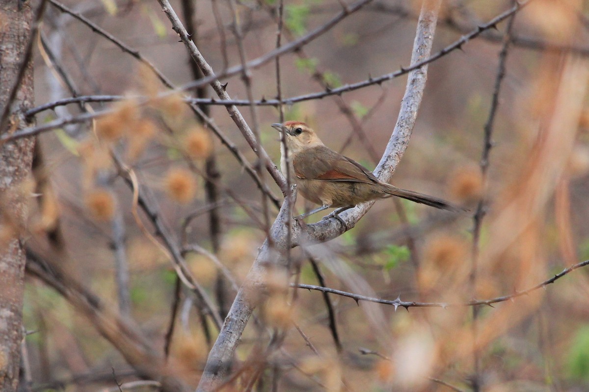 Barred Antshrike (Caatinga) - ML643650878