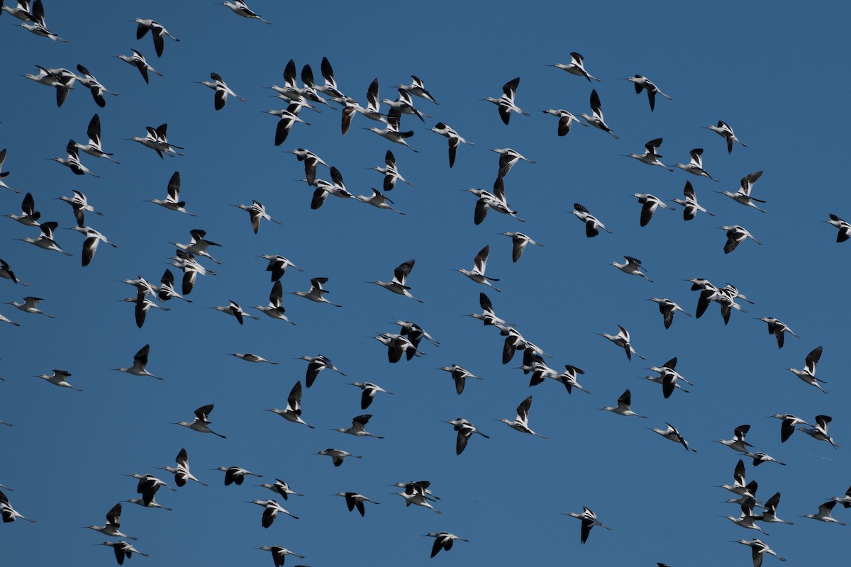 American Avocet - ML643650885