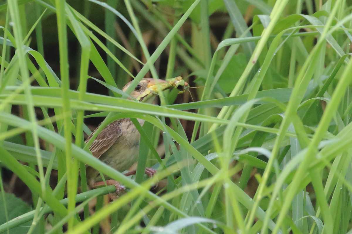 Baya Weaver - ML643650891