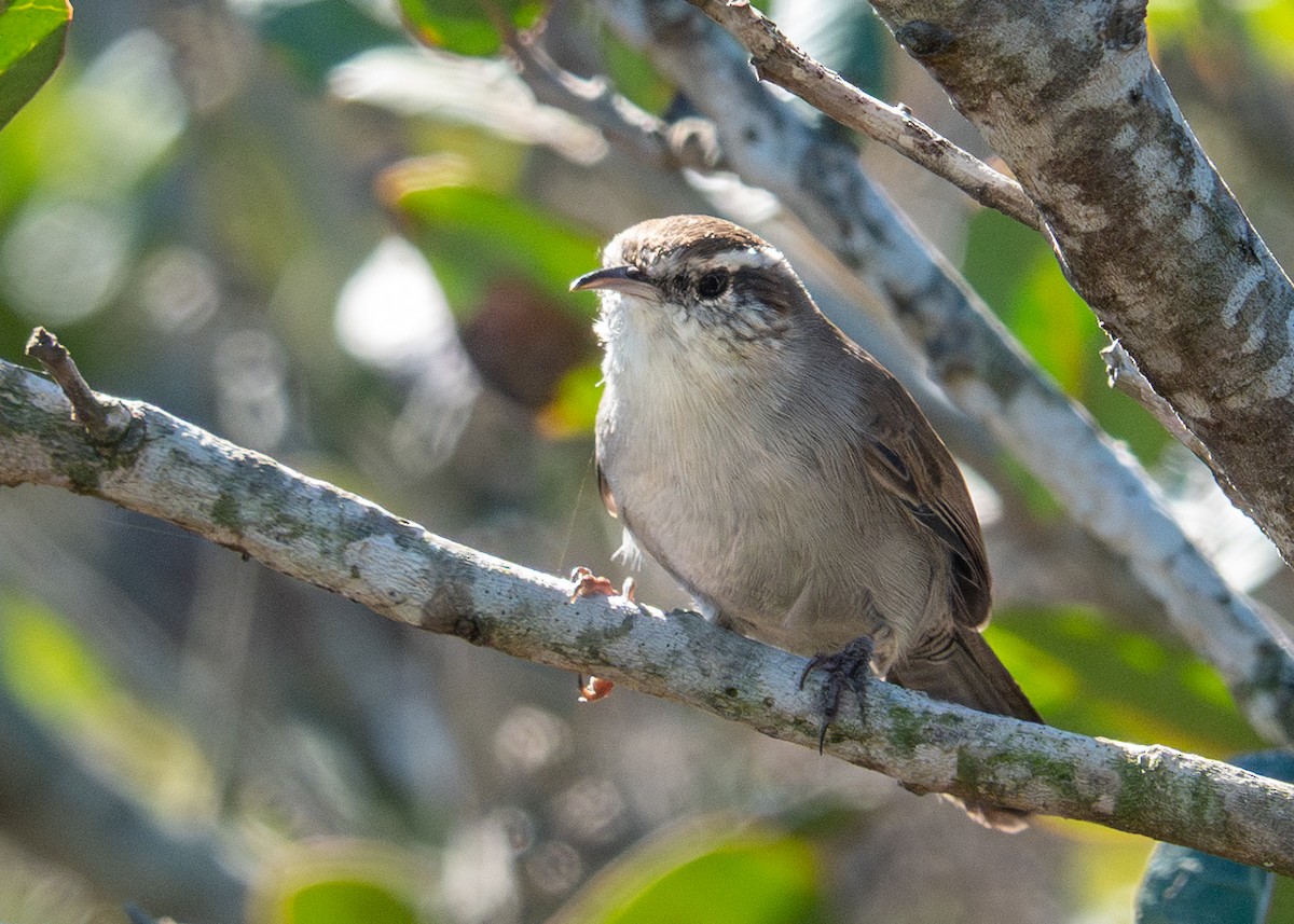 Bewick's Wren - ML643650892