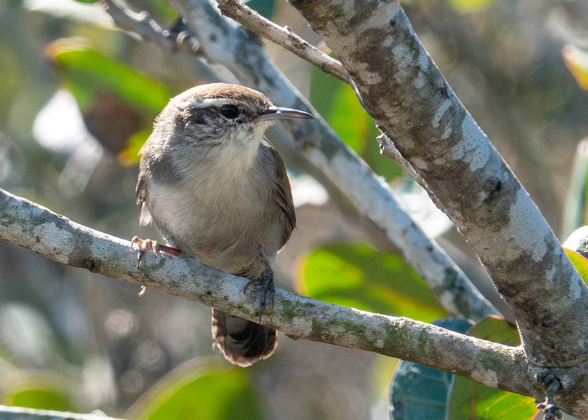 Bewick's Wren - ML643650893