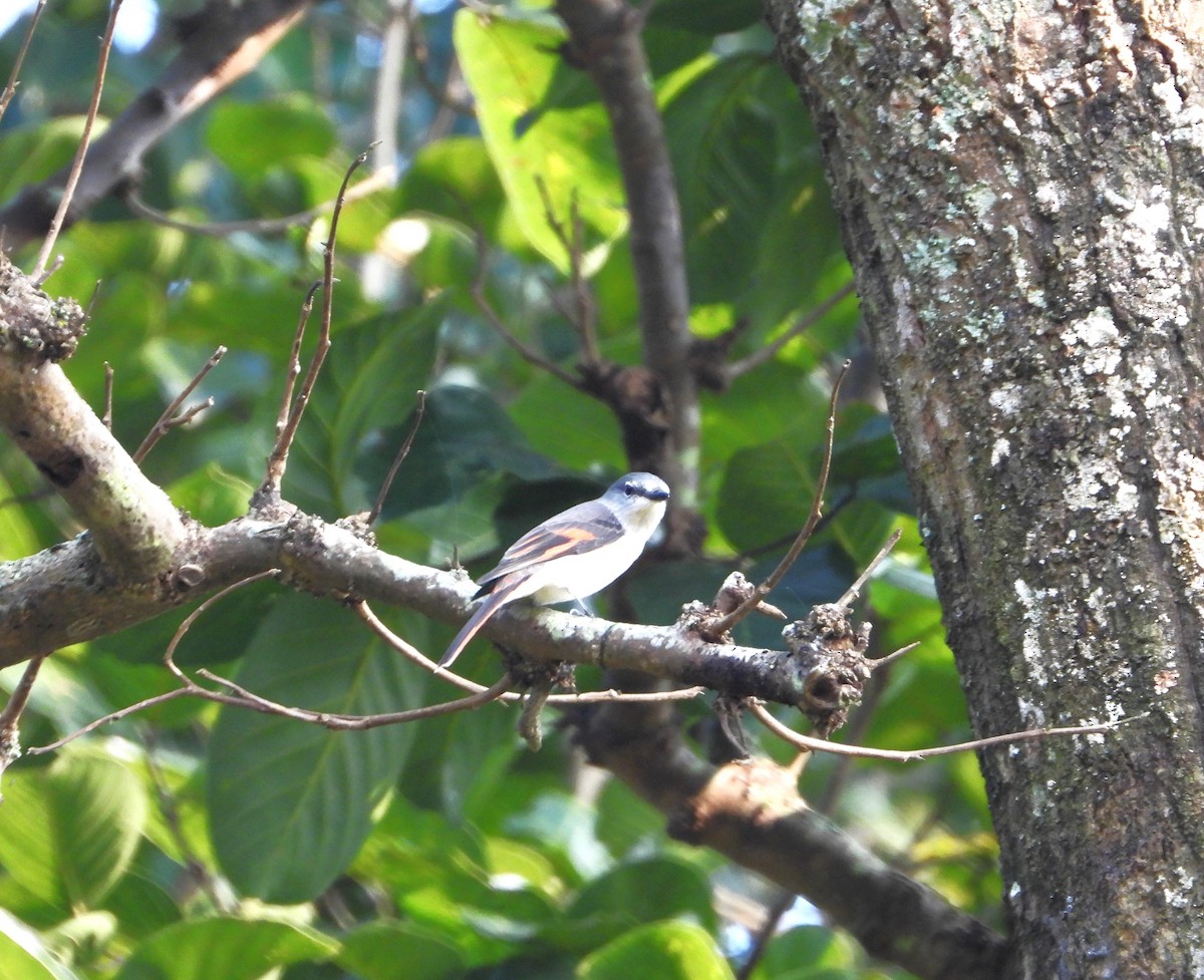 Rosy Minivet - ML643650894