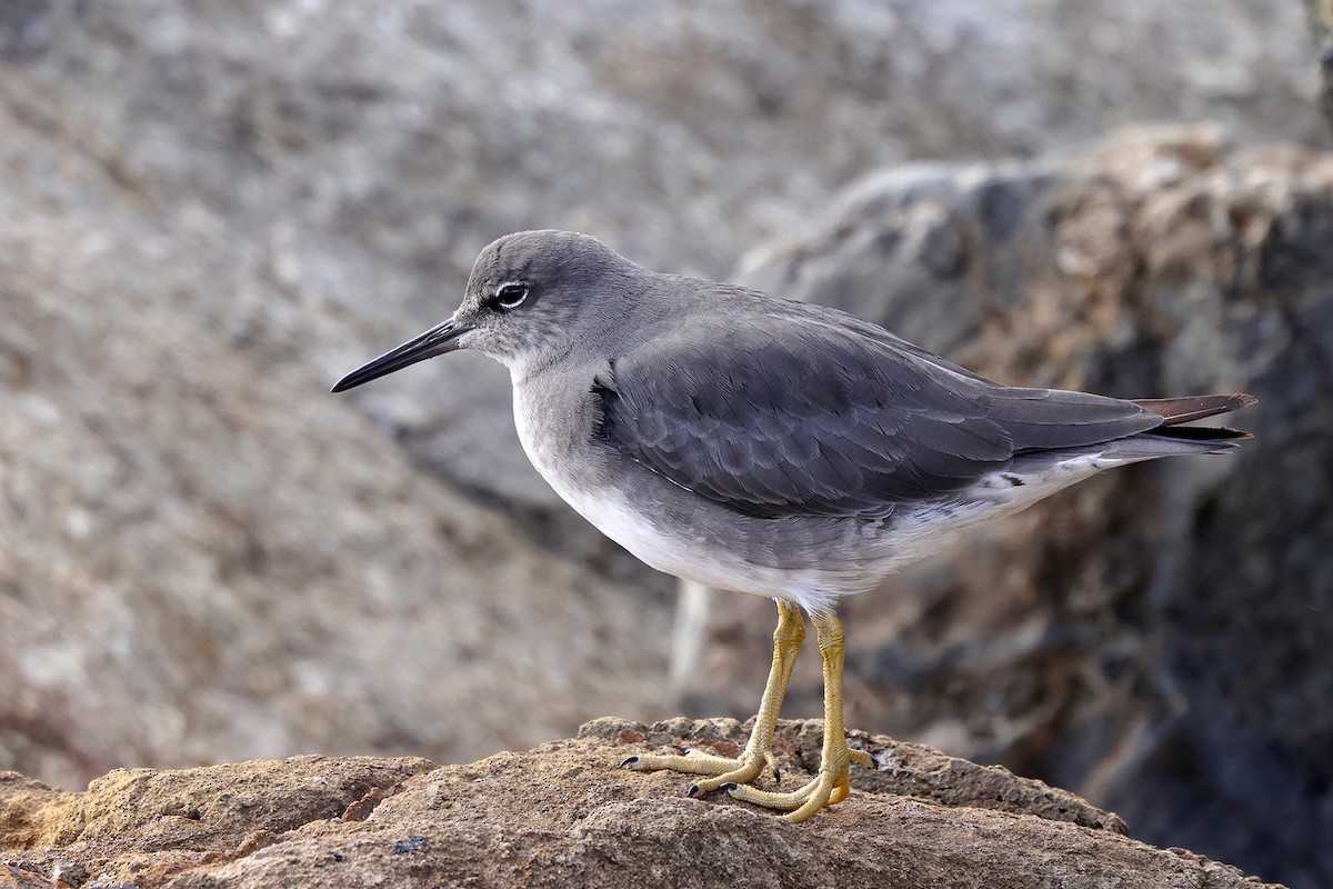 Wandering Tattler - ML643650911