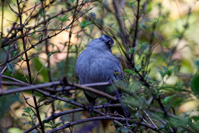 Gray Catbird - ML643650919
