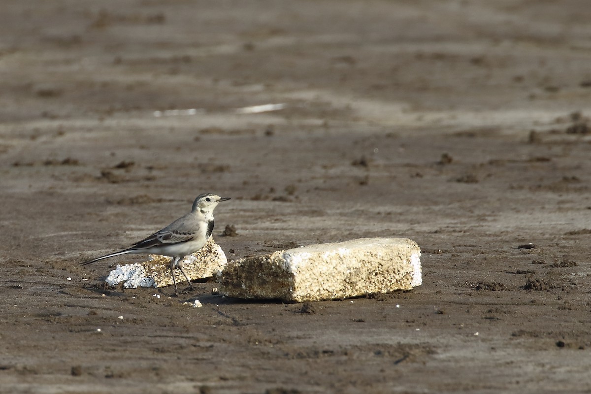 White Wagtail - ML643650921