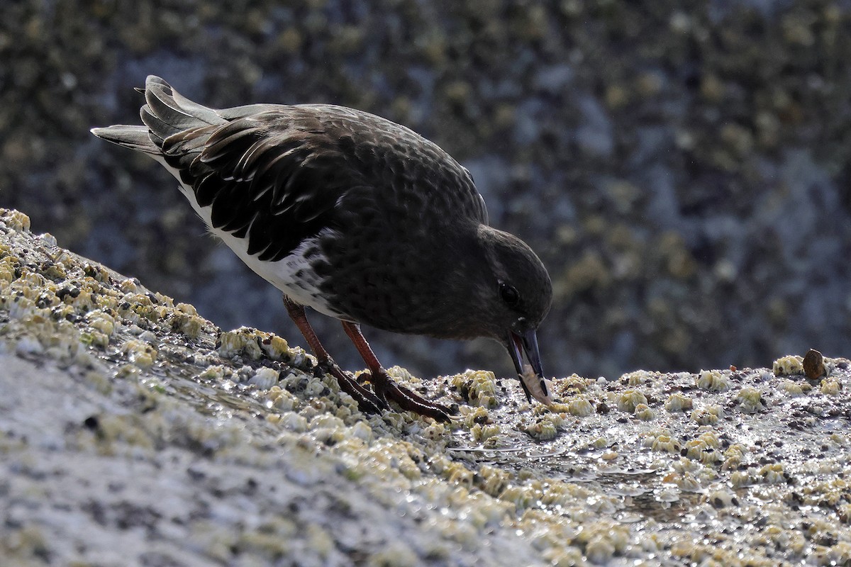 Black Turnstone - ML643650923