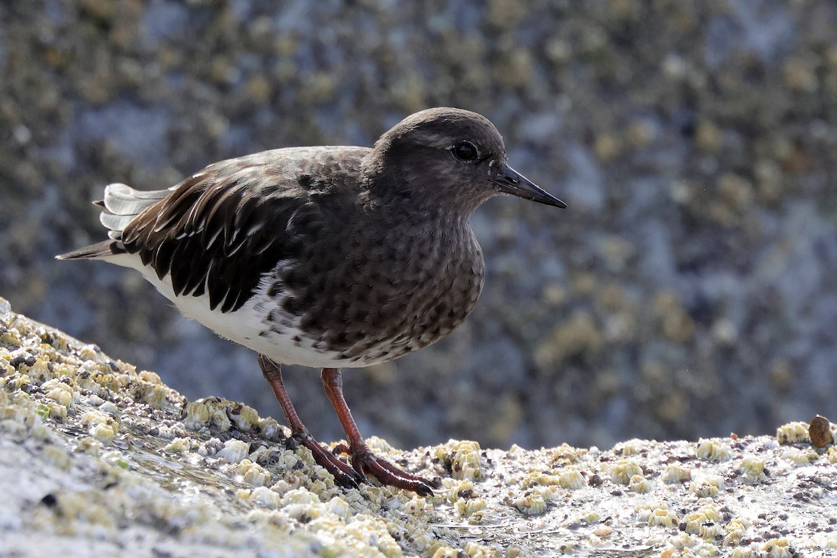 Black Turnstone - ML643650924