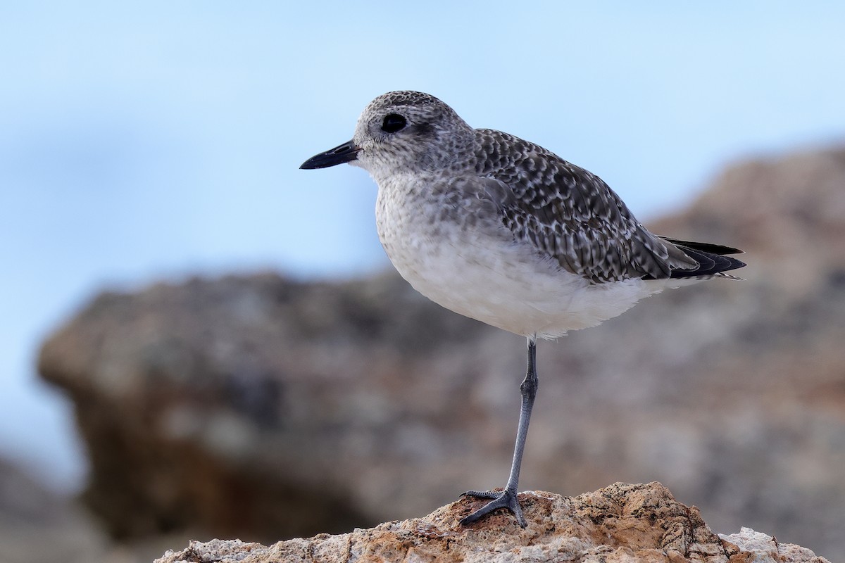 Black-bellied Plover - ML643650928