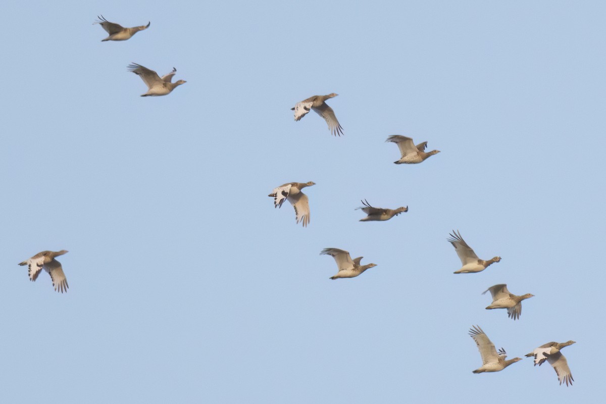 Little Bustard - ML643650938