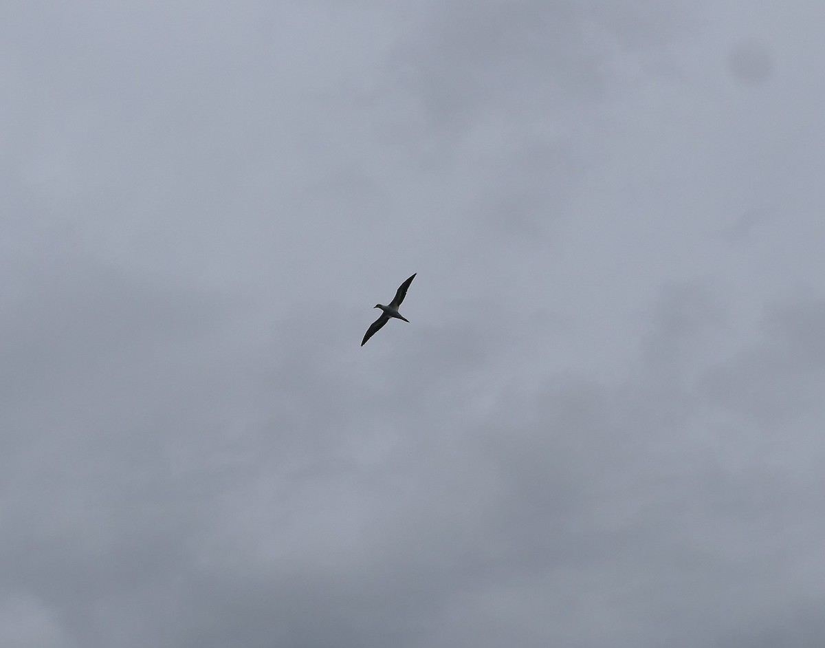 Australasian Gannet - ML643650961