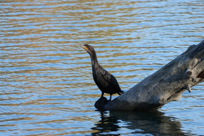 Cormoran à aigrettes - ML643650965