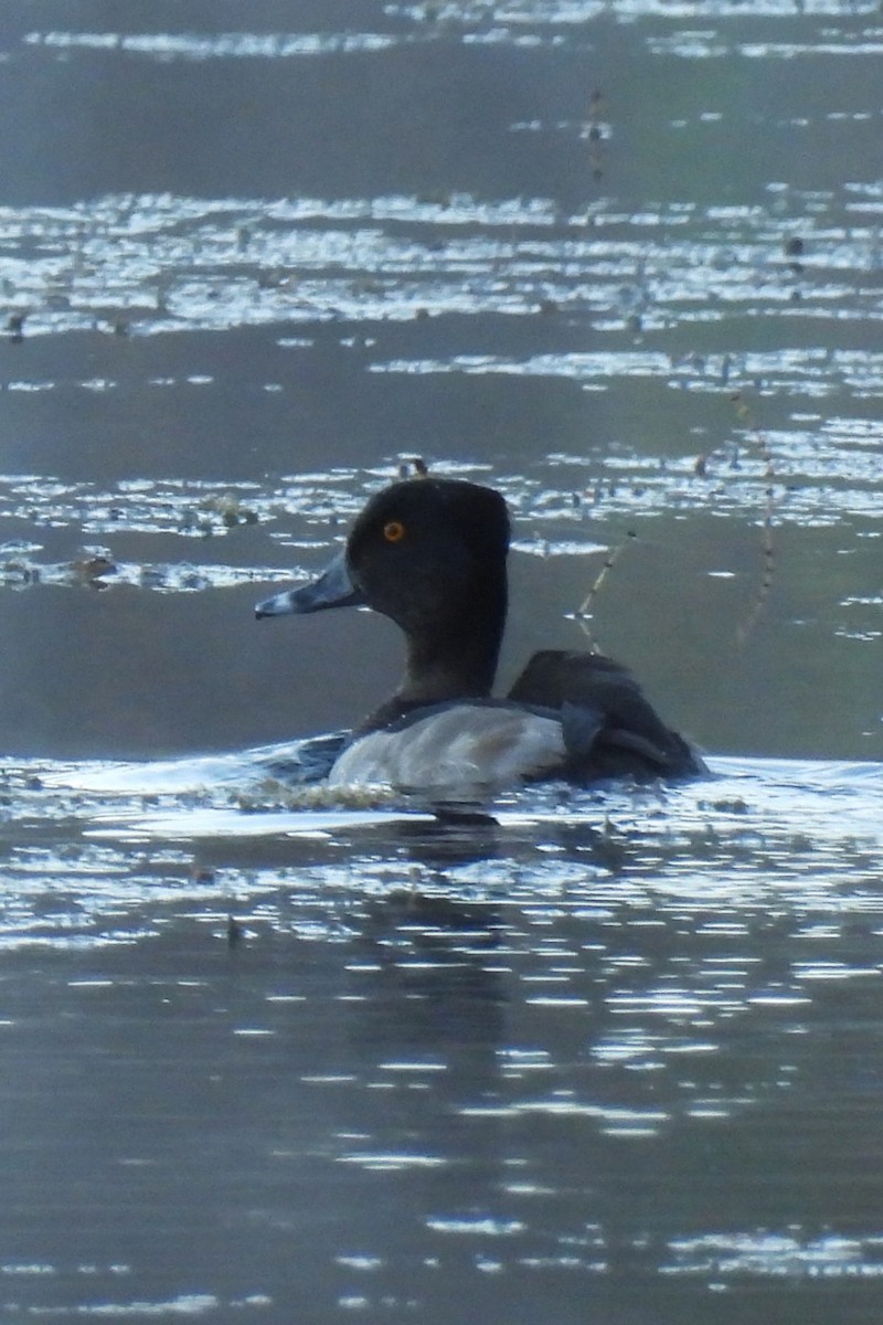 Ring-necked Duck - ML643650972