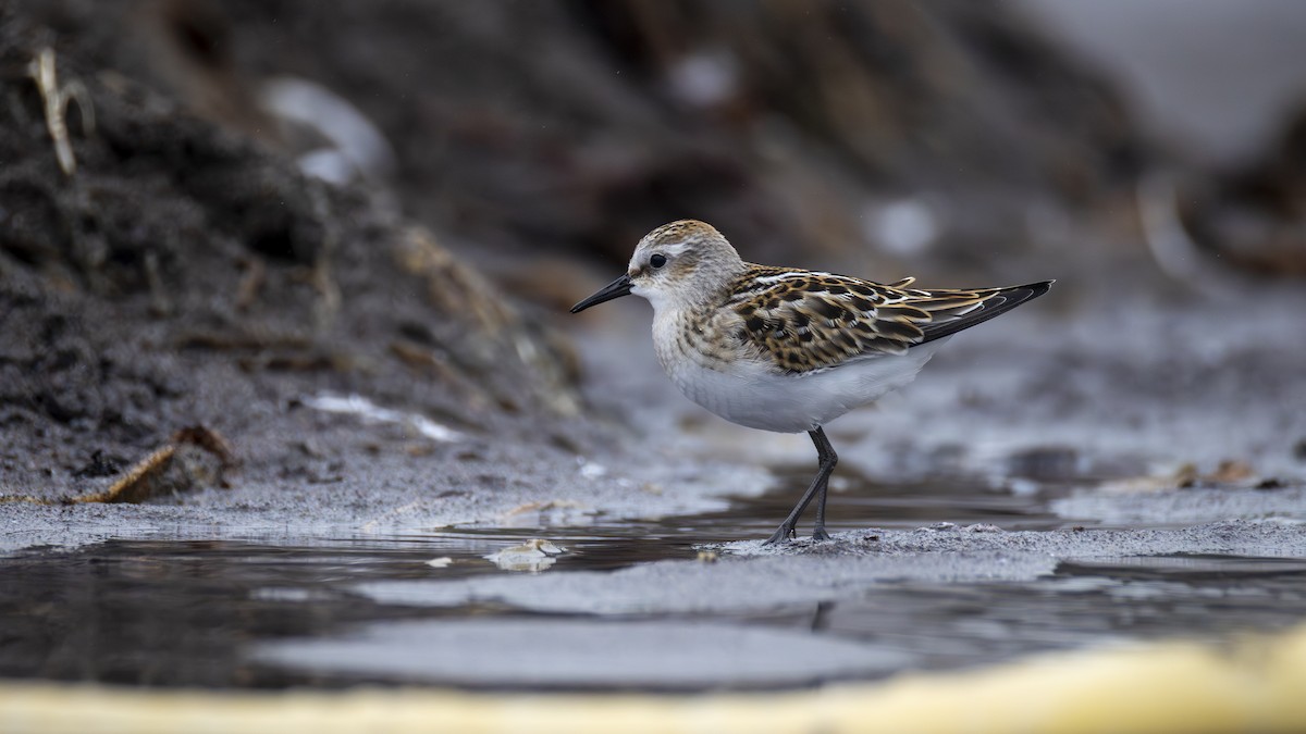 Little Stint - ML643650979