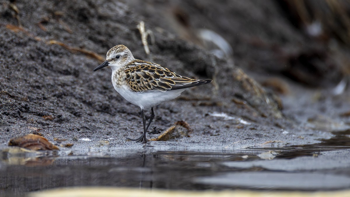 Little Stint - ML643650980