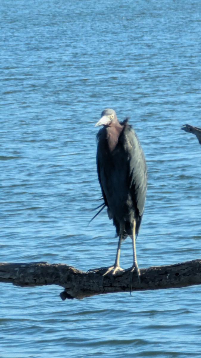 Little Blue Heron - ML643650990