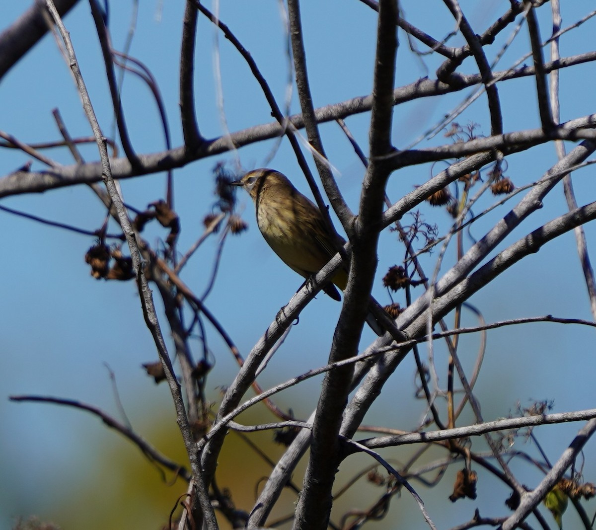 lesňáček bažinný - ML643650995