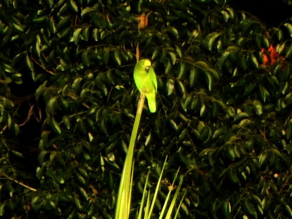 Yellow-crowned Amazon - ML643650996