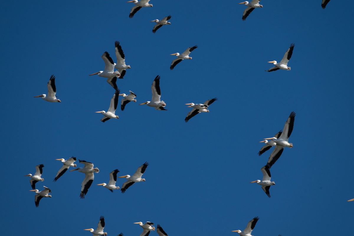 American White Pelican - ML643650997