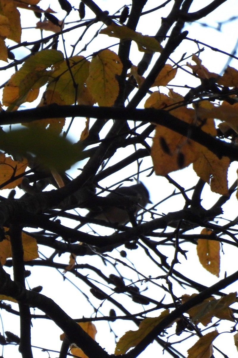 Tufted Titmouse - ML643651014