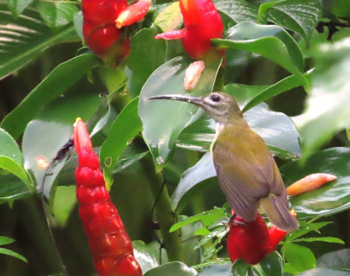 Little Spiderhunter - ML643651015
