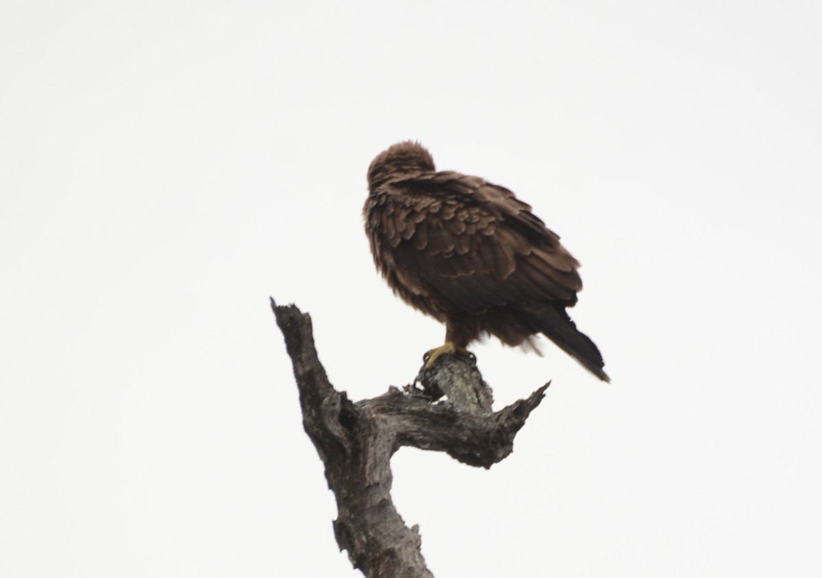 сар/бүргэд - ML643651019