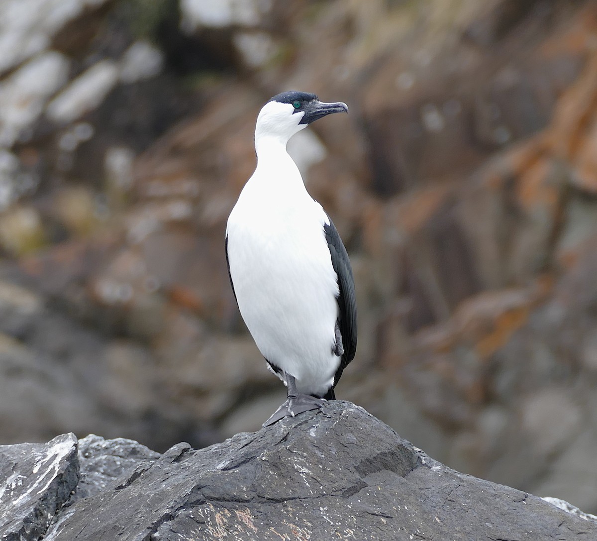 Black-faced Cormorant - ML643651052