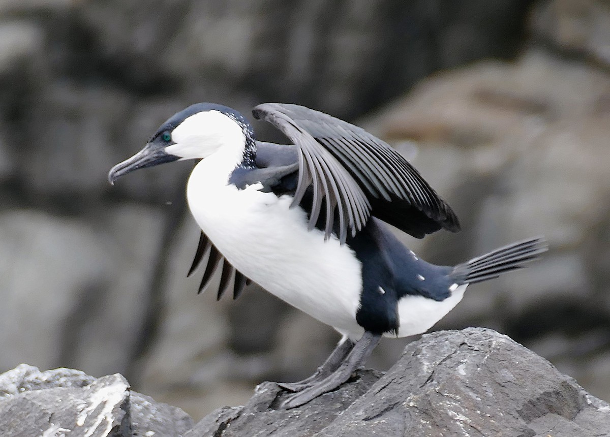 Black-faced Cormorant - ML643651053