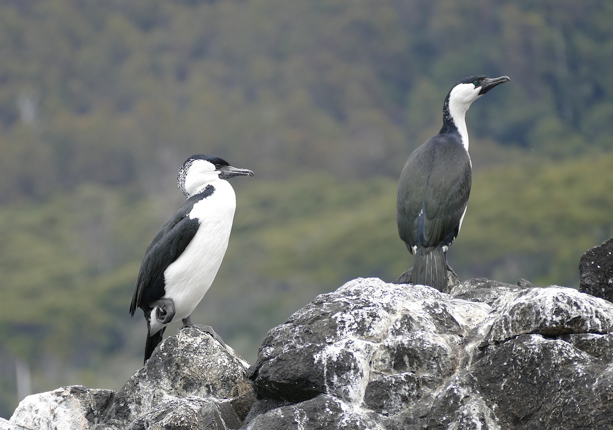 Black-faced Cormorant - ML643651054
