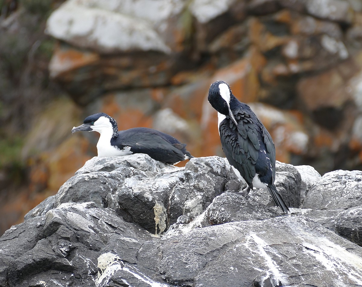 Black-faced Cormorant - ML643651055