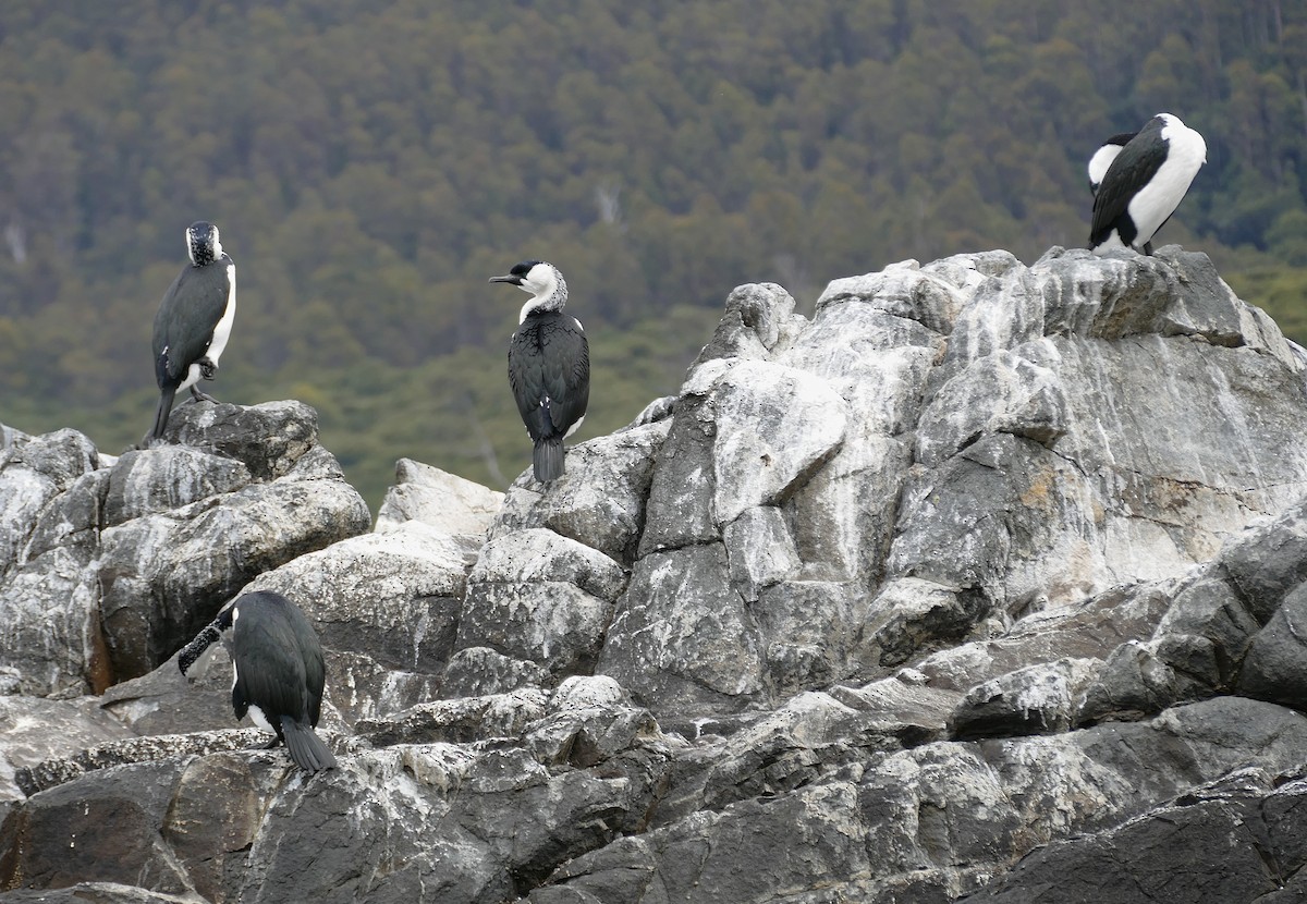 Black-faced Cormorant - ML643651056