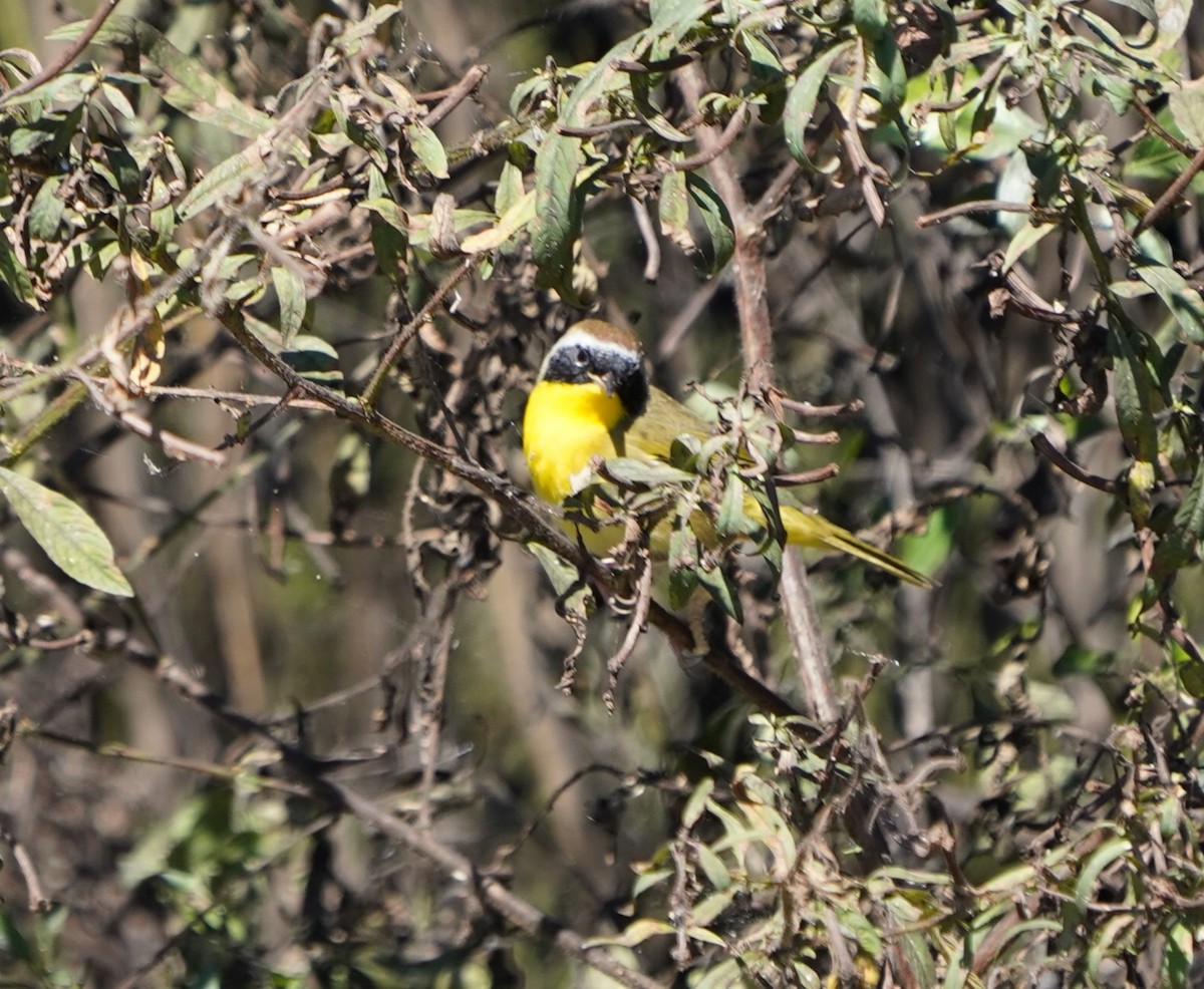 lesňáček žlutohrdlý - ML643651122