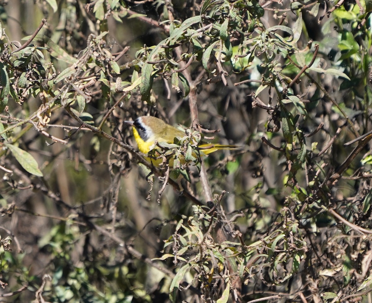 lesňáček žlutohrdlý - ML643651123