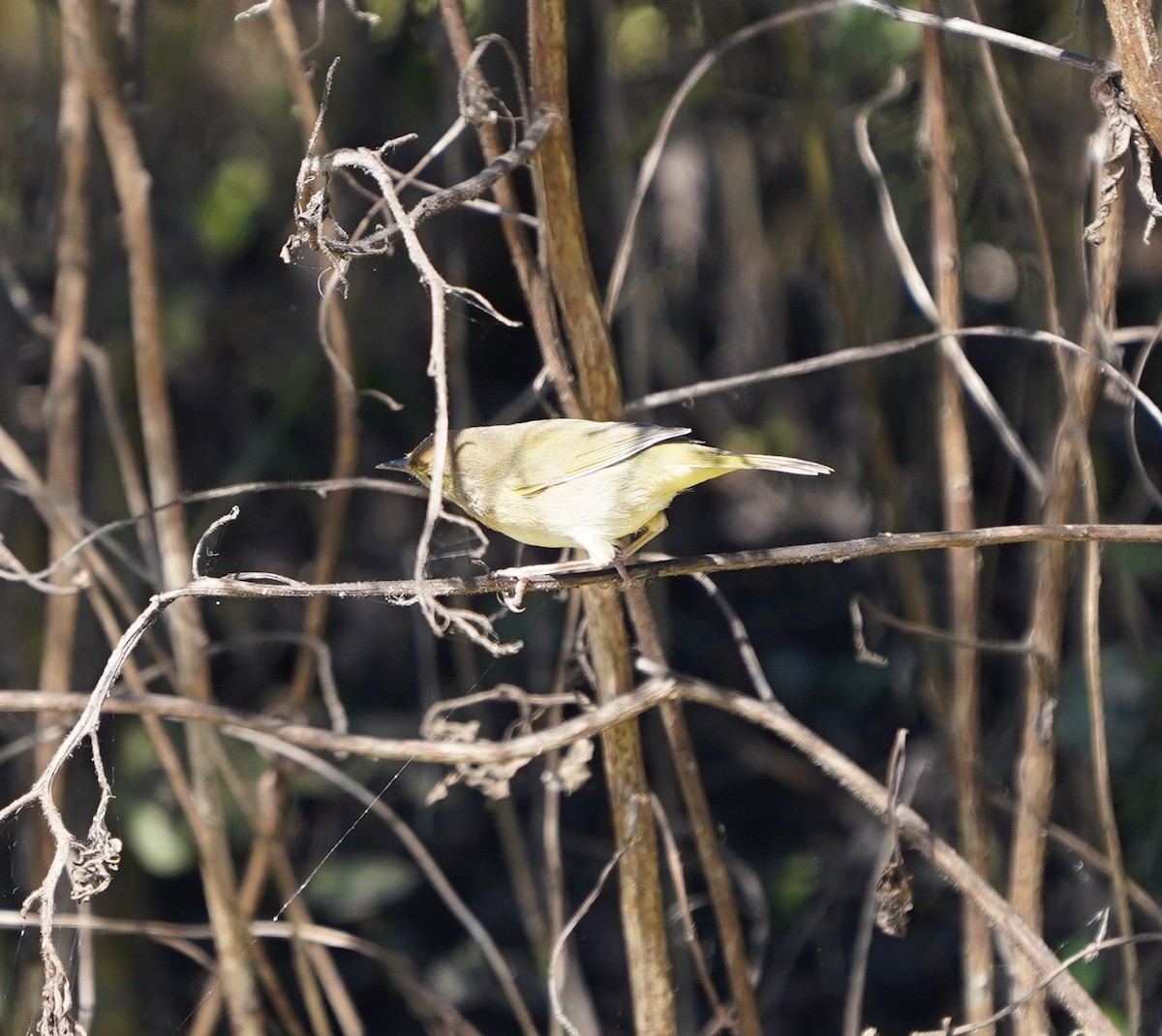 lesňáček žlutohrdlý - ML643651145