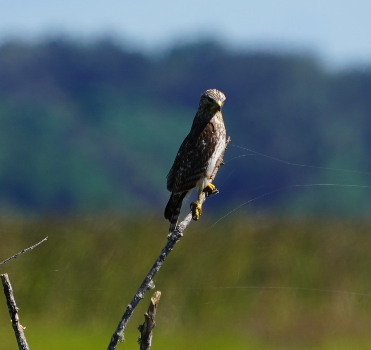 káně páskovaná - ML643651188