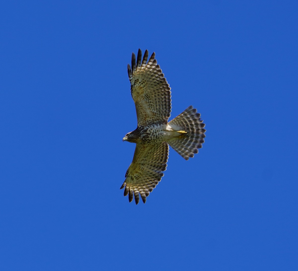 káně páskovaná - ML643651189