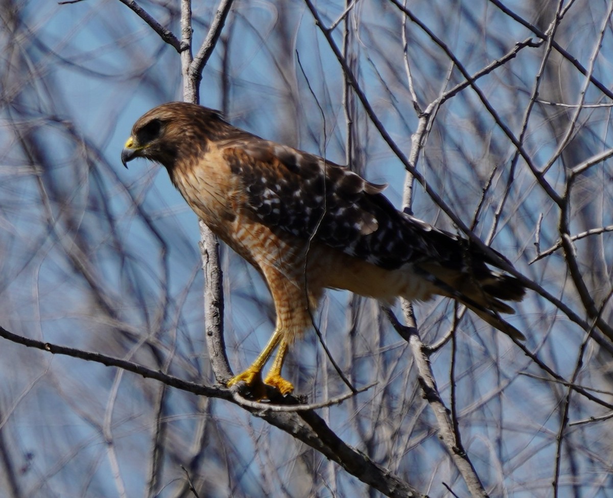 káně páskovaná - ML643651190