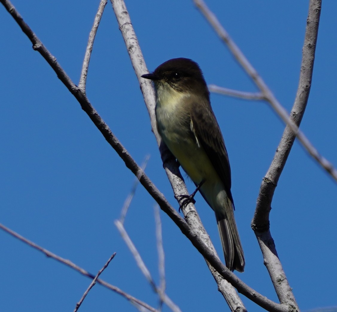 Mosquero Fibí - ML643651195