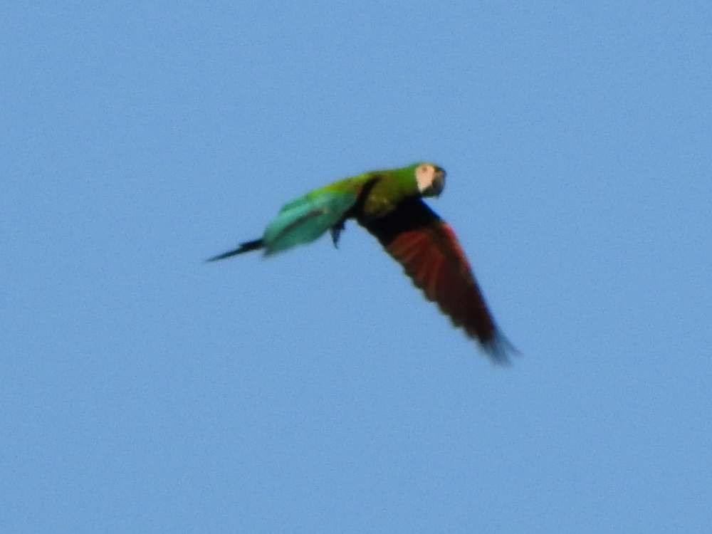Chestnut-fronted Macaw - ML643651200