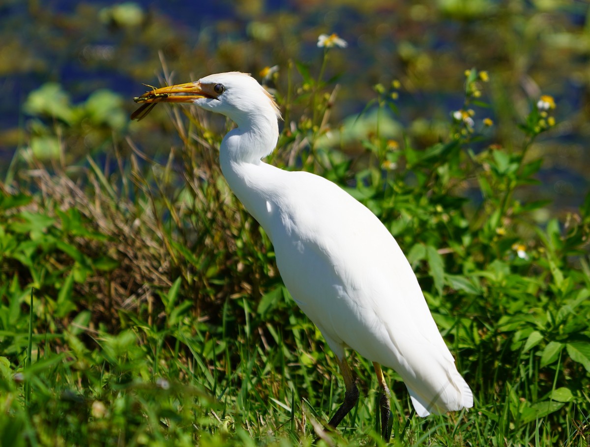 volavka rusohlavá - ML643651206