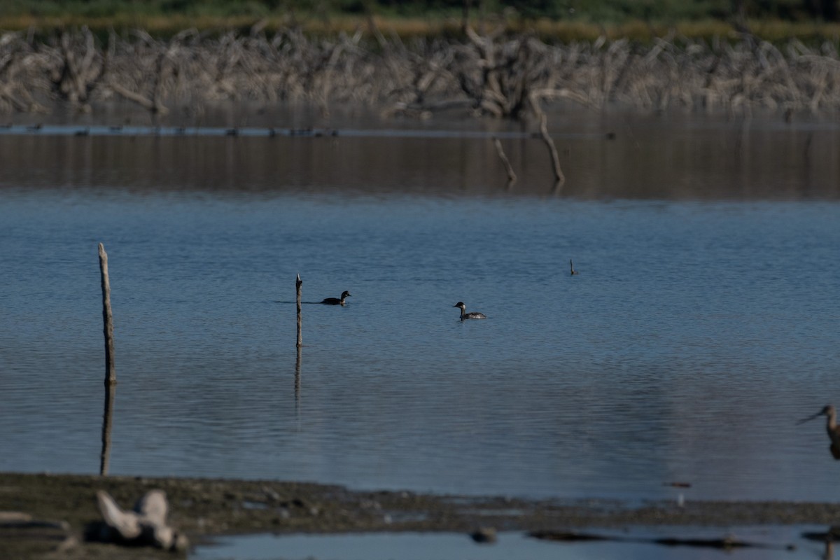 Eared Grebe - ML643651209