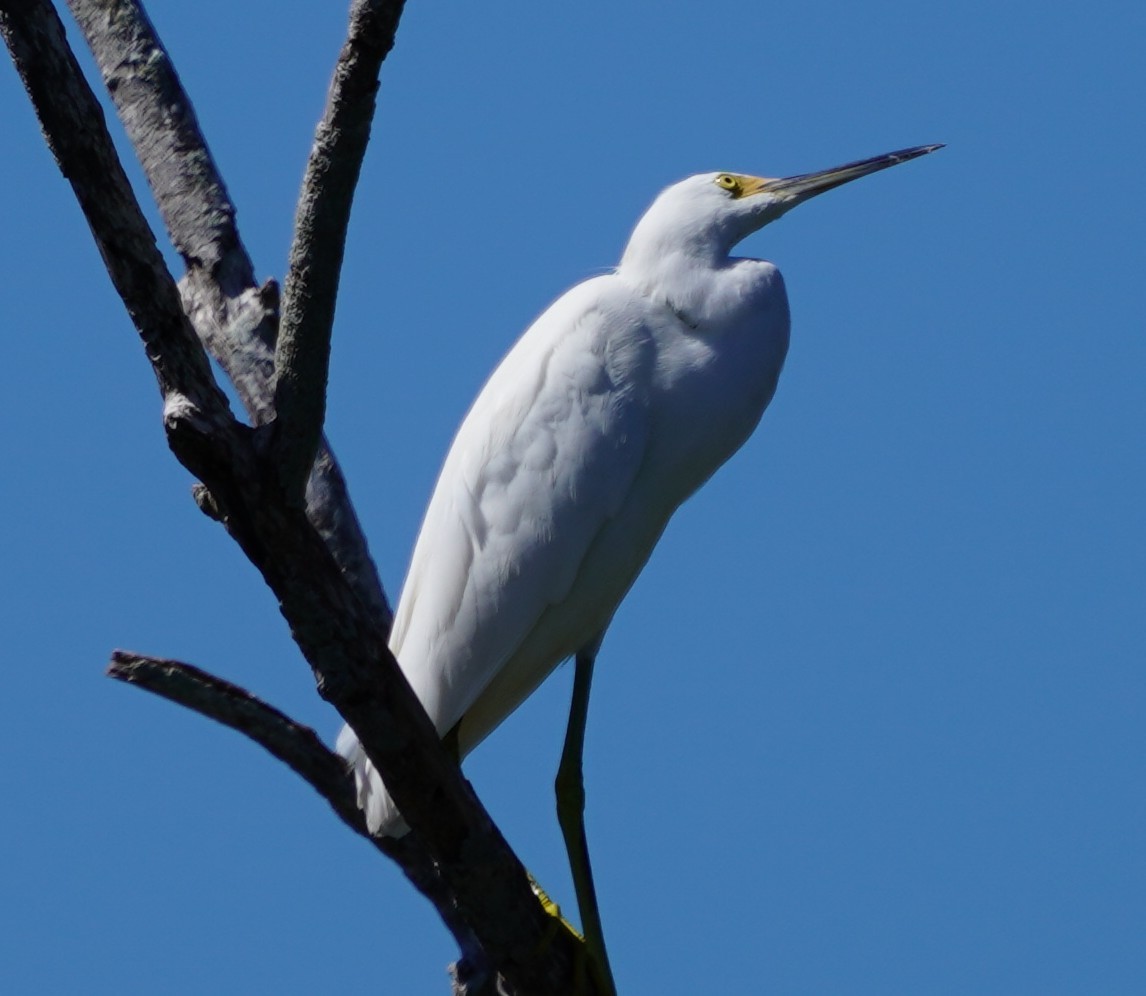 volavka bělostná - ML643651216