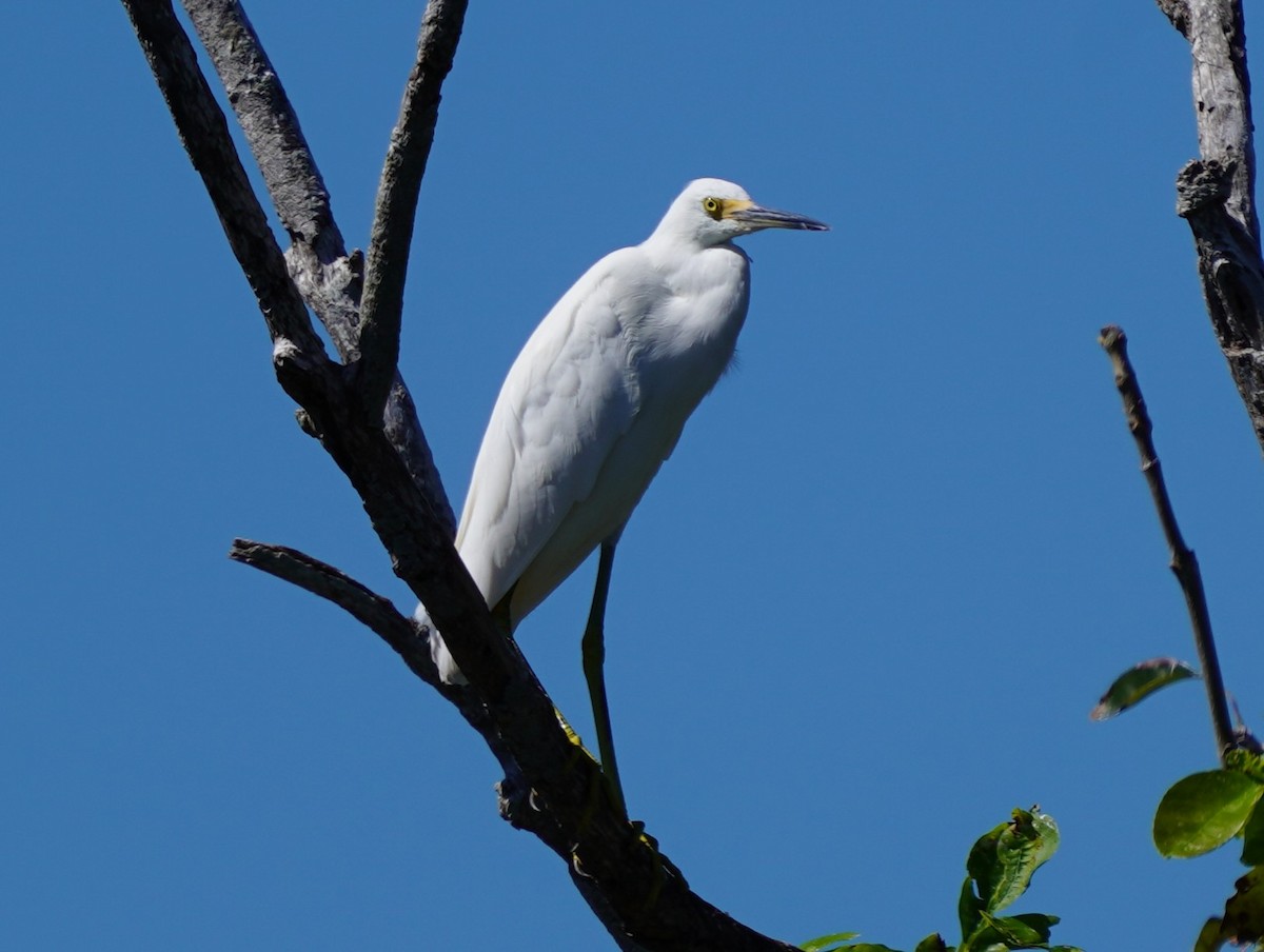 volavka bělostná - ML643651217