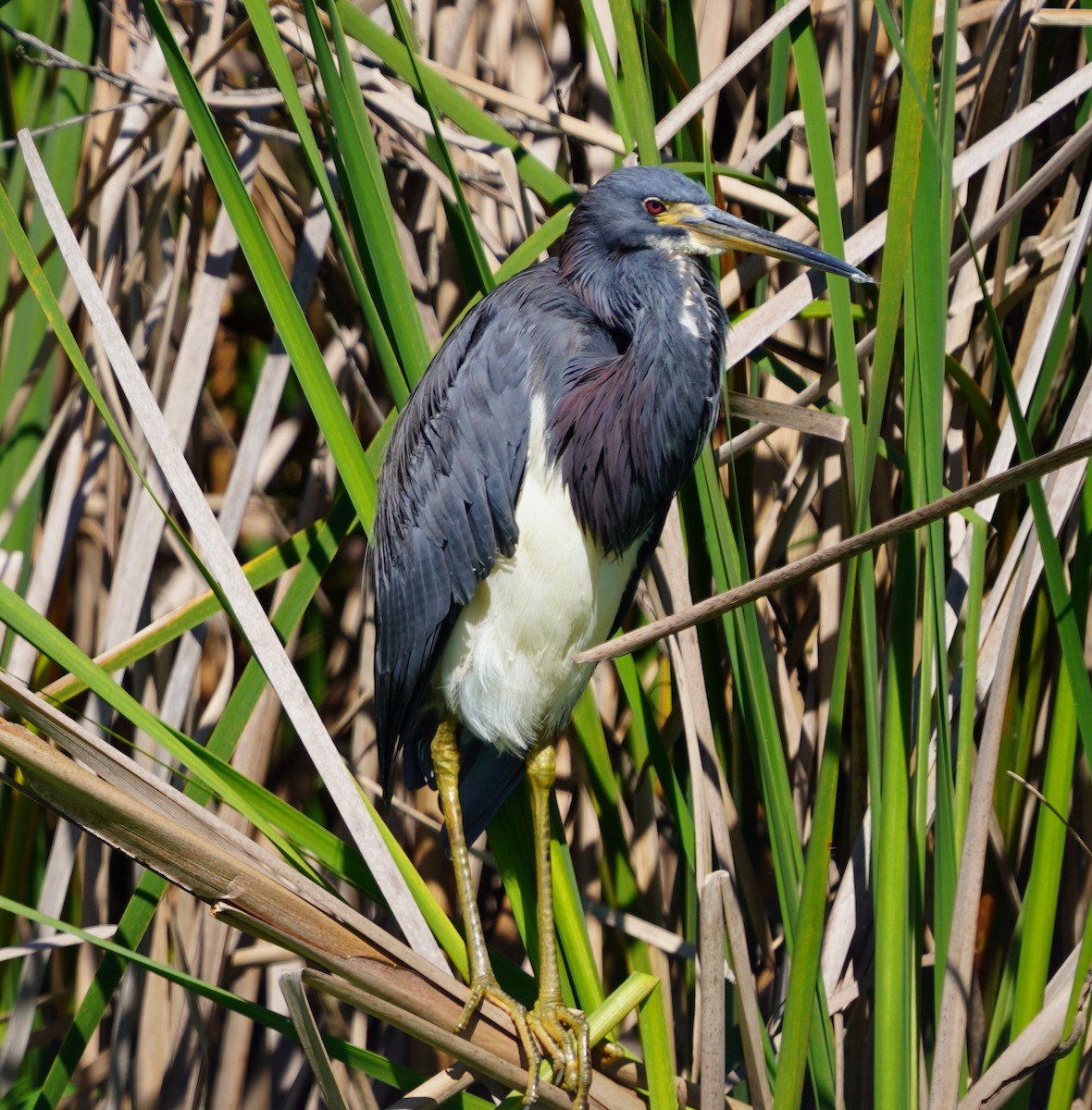 volavka tříbarvá - ML643651219