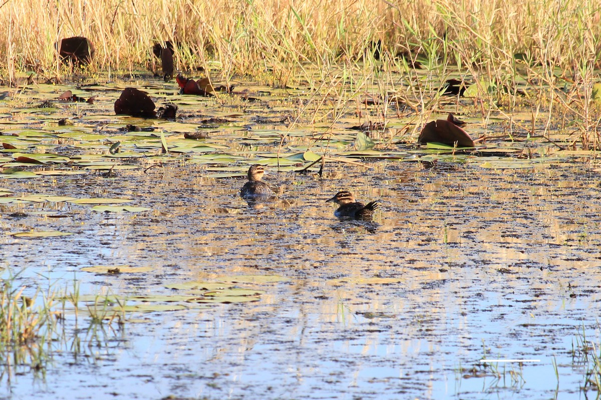 Masked Duck - ML643651226