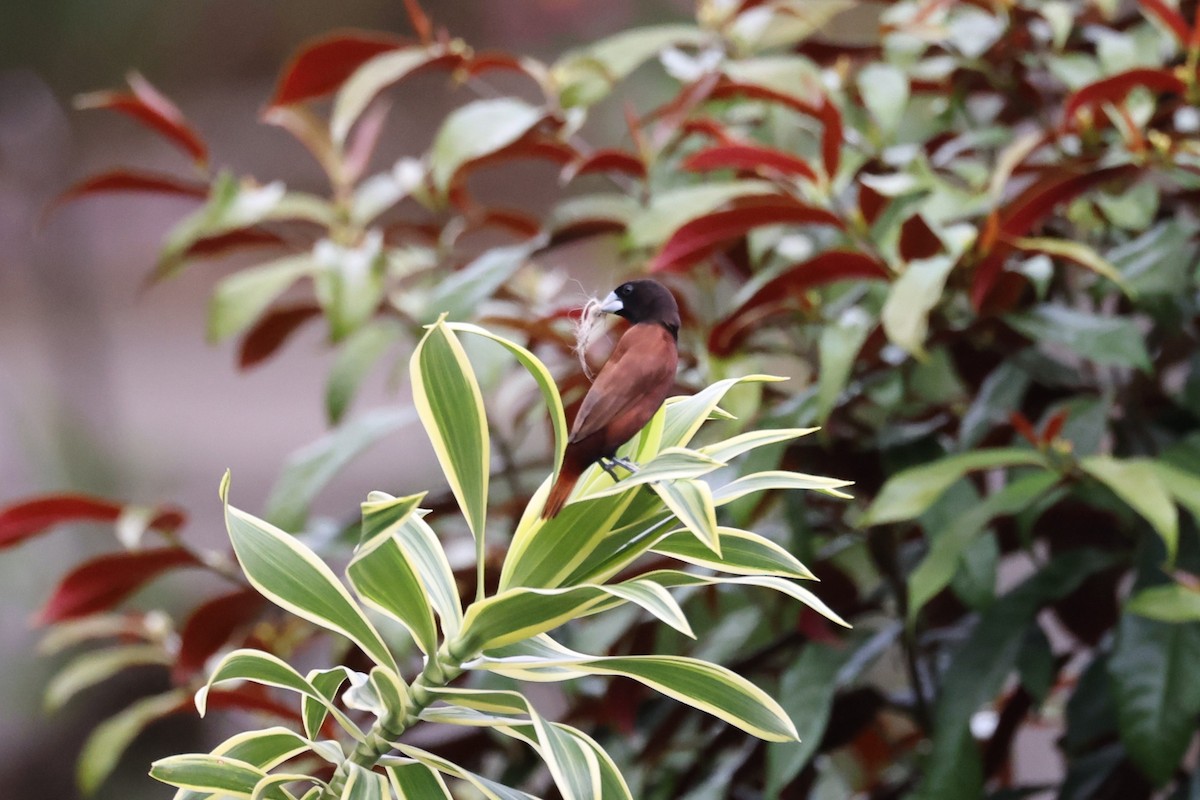 Chestnut Munia - ML643651243