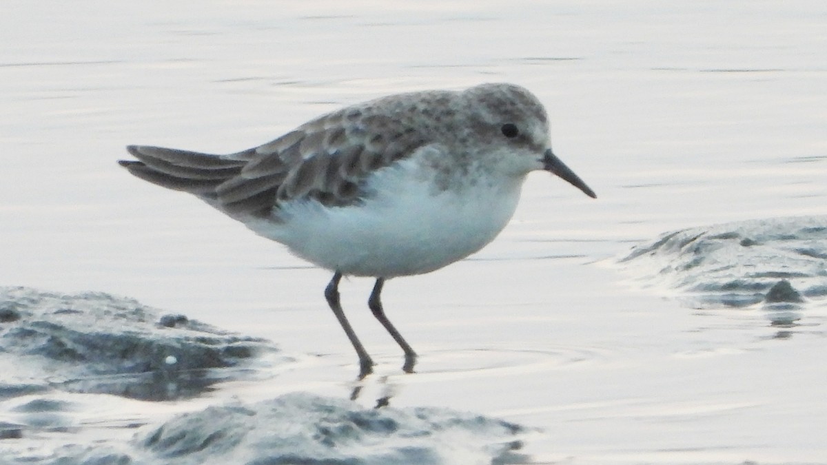 Little Stint - ML643651251