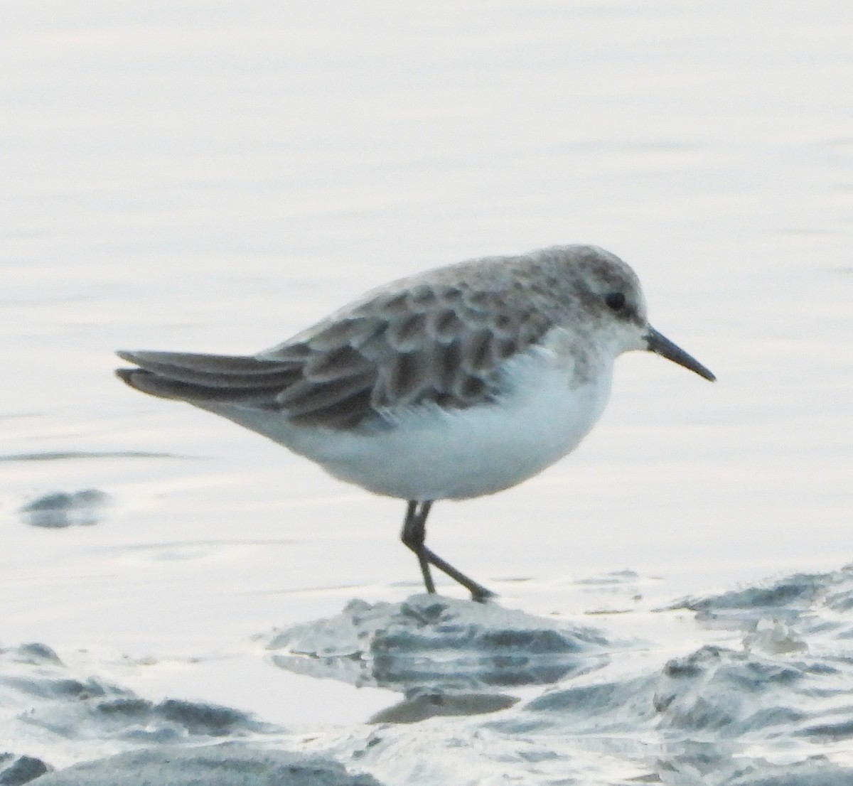 Little Stint - ML643651252