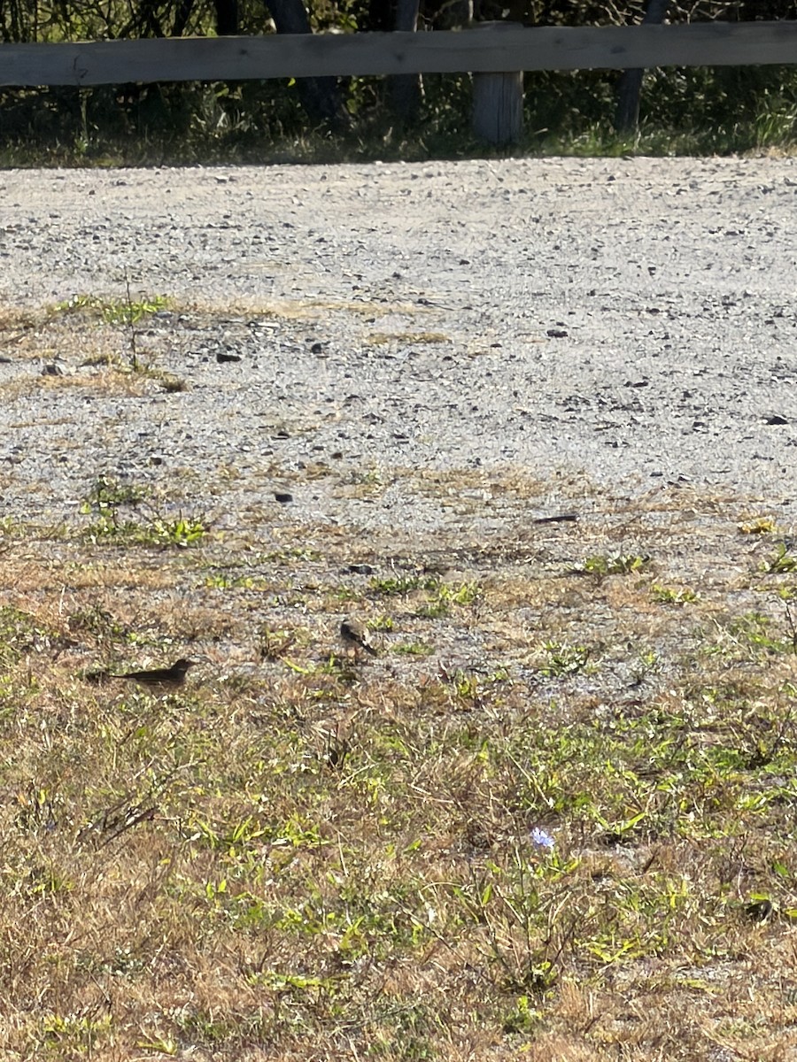 American Pipit - ML643651257